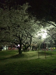 夜桜(徳川のお店ブログ)
