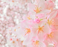 De愛で新たな出発を応援させて下さい。1人でも多くの方とお会いしたいと思います。未経験者の方も全力でバックアップ致します！！(De愛急行　松阪店のお店ブログ)