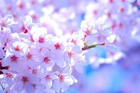 De愛はあらゆる年代の女性が注目を浴びる事が出来ます！短時間で効率よく稼げるお店です。時間を無駄にしないで稼いで下さい。(De愛急行　松阪店のお店ブログ)