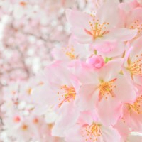 De愛で新たな出発を応援させて下さい。1人でも多くの方とお会いしたいと思います。未経験者の方も全力でバックアップ致します！！(De愛急行　松阪店のお店ブログ)