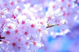 De愛はあらゆる年代の女性が注目を浴びる事が出来ます！短時間で効率よく稼げるお店です。時間を無駄にしないで稼いで下さい。(De愛急行　松阪店のお店ブログ)